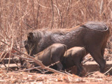 Warthog, Mole NP, Ghana