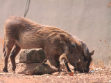 Warthog, Mole NP, Ghana