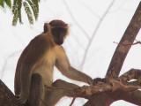 Callithrix Monkey, Mole NP, Ghana