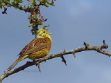 Yellowhammer, Brow Well, Dumfries&Galloway