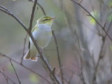 Wood Warbler, Pass of Leny, Upper Forth