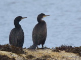 Great Cormorant, Brodick, Clyde Islands