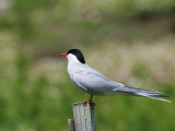 Arctic Tern, Isle of May, Fife