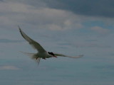 Arctic Tern, Isle of May, Fife
