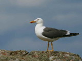 Lesser Black-backed Gull, Isle of May, Fife