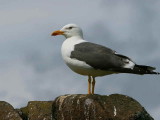Lesser Black-backed Gull, Isle of May, Fife