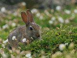 Rabbit, Isle of May, Fife