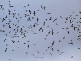 Pink-footed Geese, South Medwin Pool, Clyde