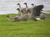 Pink-footed Geese, South Medwin Pool, Clyde