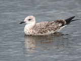 Lesser Black-backed Gull (juvenile), Hogganfield Loch, Glasgow