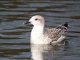 Lesser Black-backed Gull (juvenile), Hogganfield Loch, Glasgow