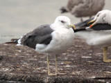 Lesser Black-backed Gull, Hogganfield Loch, Glasgow