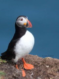 Puffin, Handa Island, Highland