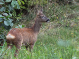 Roe Deer, Loch Lomond NNR