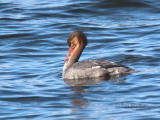 Red-breasted Merganser, Ardmore Point, Clyde