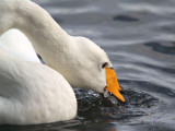 Whooper Swan, Hogganfield Loch, Glasgow