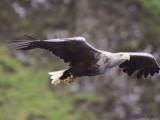 White-tailed Eagle, Portree-Skye, Highland