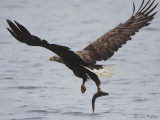 White-tailed Eagle, Portree-Skye, Highland