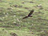 Golden Eagle, Skye, Highland