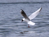 Black-headed Gull, Endrick Mouth, Clyde