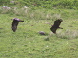 Golden Eagle, Skye, Highland