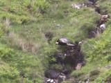 Golden Eagle, Skye, Highland