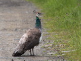 Peahen, Talisker farm, Skye