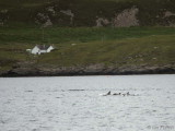 Common Dolphins, Sound of Raasay, Skye