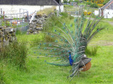 Peacock, Talisker farm, Skye