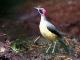 Birds of Gabon - General Gallery