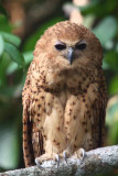 Pels Fishing Owl, Mpivie River-Loango NP, Gabon