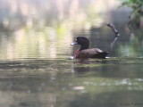 Hartlaubs Duck, Mpivie River-Loango NP, Gabon
