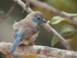 Blue-breasted Cordonbleu, Residencial Avenida Hotel, So Tom city