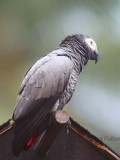 Grey Parrot, Bom Bom Resort, Prncipe