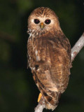 Vermiculated Fishing Owl, Mpivie River-Loango NP, Gabon