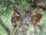 Roe Deer, Loch Lomond NNR, Clyde