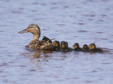 Mallard, Loch Lomond NNR, Clyde