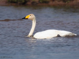 Whooper Swan, Loch Lomond NNR, Clyde