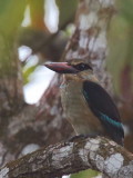 Blue-breasted Kingfisher, Bom Bom Resort, Prncipe