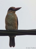 Blue-breasted Kingfisher, Bom Bom Resort, Prncipe
