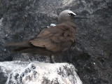 Brown Noddy, Sete Pedras, So Tom