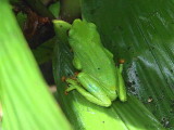 Tree Frog sp, Cao Grande, So Tom