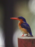 Prncipe Kingfisher, Bom Bom Resort, Prncipe