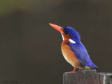 Prncipe Kingfisher, Bom Bom Resort, Prncipe
