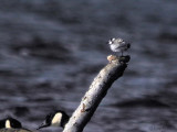 Black Tern, Endrick Mouth-Loch Lomond NNR, Clyde