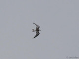 Black Tern, Hogganfield Loch, Clyde