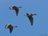 Pink-footed Geese, South Medwin Valley, Clyde