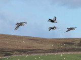 Pink-footed Geese, South Medwin Valley, Clyde