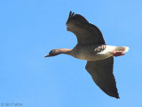 Pink-footed Goose, South Medwin Valley, Clyde