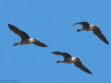 Pink-footed Geese, South Medwin Valley, Clyde